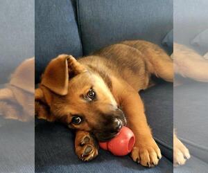 Shepradors Dogs for adoption in Princeton, MN, USA