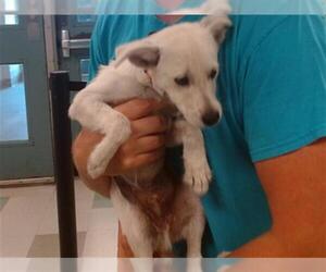 Mutt Dogs for adoption in Oklahoma City, OK, USA
