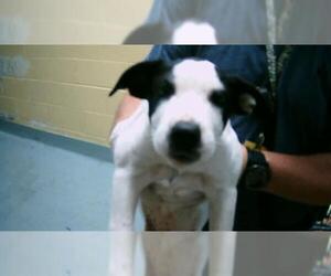 Labrador Retriever Dogs for adoption in Tulsa, OK, USA