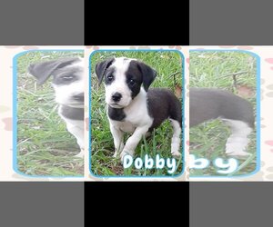 Labrador Retriever-Unknown Mix Dogs for adoption in Brooksville, FL, USA