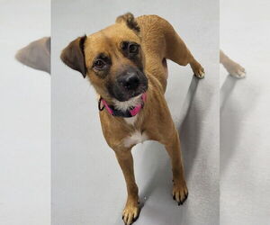 Mutt Dogs for adoption in Ellijay, GA, USA