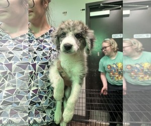 Australian Shepherd-Unknown Mix Dogs for adoption in SHERBURNE, NY, USA