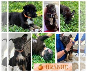 German Shepherd Dog-Unknown Mix Dogs for adoption in Naples, FL, USA