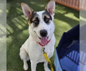 German Shepherd Dog-Unknown Mix Dogs for adoption in Las Vegas, NV, USA