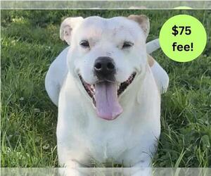 American Pit Bull Terrier-Unknown Mix Dogs for adoption in Santa Cruz, CA, USA