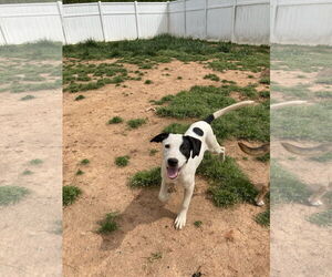 Mutt Dogs for adoption in Chatham, VA, USA