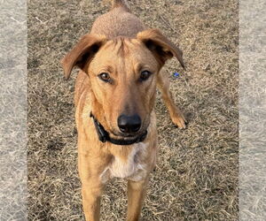 Mutt Dogs for adoption in Sandy, UT, USA