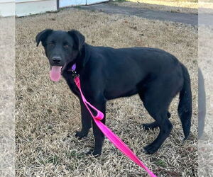 Labrador Retriever-Unknown Mix Dogs for adoption in Boston, MA, USA