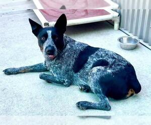 Australian Cattle Dog Dogs for adoption in Sacramento, CA, USA