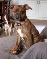 Mountain Cur-Unknown Mix Dogs for adoption in Concord, NC, USA