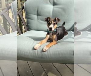 Retriever -Unknown Mix Dogs for adoption in Woodbury, NY, USA