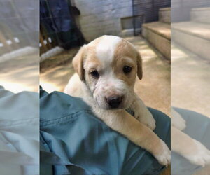 Shepradors Dogs for adoption in Raleigh, NC, USA