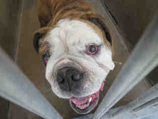 Medium Photo #1 Bulldog Puppy For Sale in Orange, CA, USA