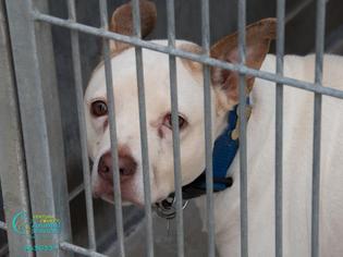 Medium Photo #1 Bull Terrier Puppy For Sale in Camarillo, CA, USA