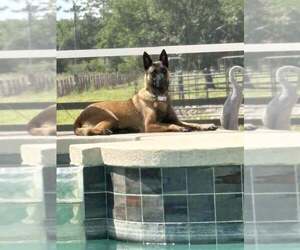 Mutt Dogs for adoption in Stevens Point, WI, USA