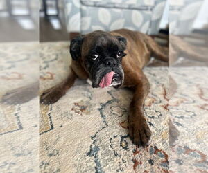 Boxer Dogs for adoption in Woodbury, MN, USA