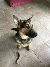 Medium Photo #1 German Shepherd Dog Puppy For Sale in Stephens City, VA, USA