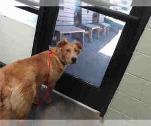 Golden Retriever Dogs for adoption in Tulsa, OK, USA
