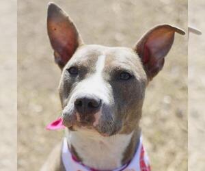 American Staffordshire Terrier Dogs for adoption in San Antonio, TX, USA