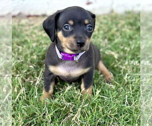 Chiweenie Dogs for adoption in OKLAHOMA CITY, OK, USA