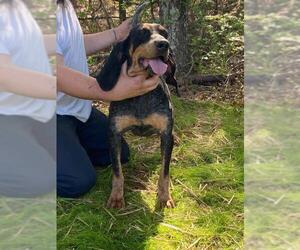 Bluetick Coonhound Dogs for adoption in Rock Hill, SC, USA