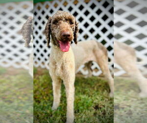 Poodle (Standard) Dogs for adoption in Pacolet, SC, USA