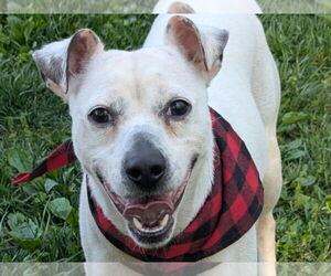 Jack Russell Terrier-Unknown Mix Dogs for adoption in Cookeville, TN, USA