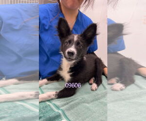 Border Collie-Unknown Mix Dogs for adoption in Chico, CA, USA