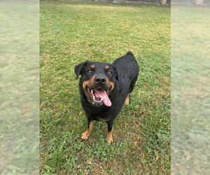 Rottweiler Dogs for adoption in Riverside, CA, USA