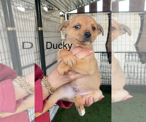 Mutt Dogs for adoption in Turlock, CA, USA