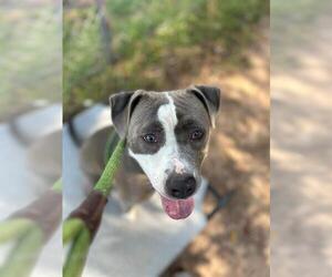 American Pit Bull Terrier Dogs for adoption in Charlotte, NC, USA