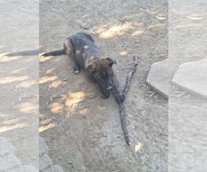 German Shepherd Dog Dogs for adoption in Woodland, CA, USA