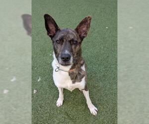 Catahoula Leopard Dog-Unknown Mix Dogs for adoption in San Martin, CA, USA