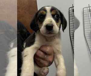 Beagle-Unknown Mix Dogs for adoption in Holly Springs, NC, USA