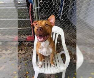 Bulldog Dogs for adoption in Fort Walton Beach, FL, USA