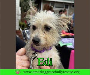 Mutt Dogs for adoption in Pensacola, FL, USA