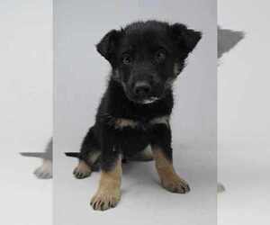German Shepherd Dog-Unknown Mix Dogs for adoption in Brewster, NY, USA