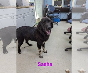 Border-Aussie Dogs for adoption in Franklin, North Carolina, NC, USA
