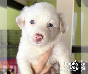 Border Collie-Unknown Mix Dogs for adoption in Washington, DC, USA