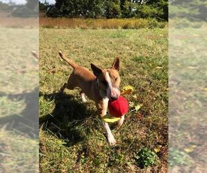 Bull Terrier Dogs for adoption in Landenberg, PA, USA