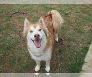 Huskies -Unknown Mix Dogs for adoption in Plano, TX, USA