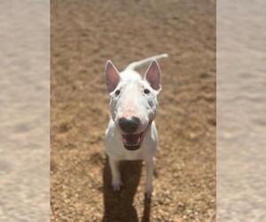 Bull Terrier Dogs for adoption in Brighton, CO, USA