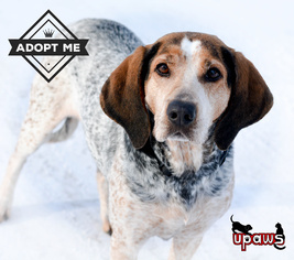 Medium Photo #1 English Coonhound Puppy For Sale in Negaunee, MI, USA