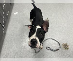 American Pit Bull Terrier-Unknown Mix Dogs for adoption in Ocala, FL, USA