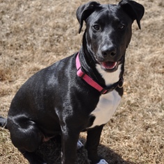 Mutt Dogs for adoption in Brownsboro, AL, USA
