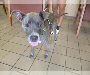 American Pit Bull Terrier-Unknown Mix Dogs for adoption in Ocala, FL, USA