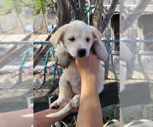 Mutt Dogs for adoption in San Antonio, TX, USA