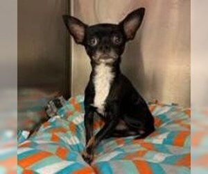 Chihuahua Dogs for adoption in Spring Hill, KS, USA