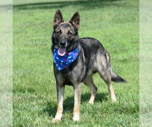 German Shepherd Dog Dogs for adoption in Gretna, NE, USA