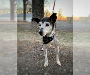Rat Terrier-Unknown Mix Dogs for adoption in South Amana, IA, USA